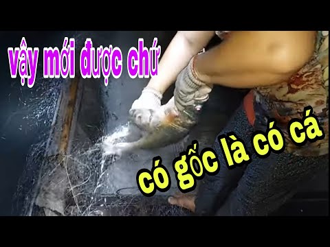 Video Đang Kéo Lưới Dính Phải Gốc Cây Cổ Thụ Dùng Máy Ủi Mấy... - youtube