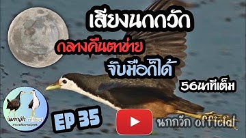 เสียงนกกวักกลางคืน ต่อตาข่ายหรือจะจับมือก็ได้  #50กว่านาทีได้ผล