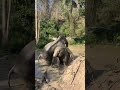 Thai massage therapist by Jenny 😂🤭Cr.pim #changchill #elephant #ethical #wildlife #animals