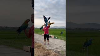 Burung Macaw Dari Amerika, Cerdas Dan Bulunya Mencolok Sbg Kamuflase Dihutan Hujan Lebat Identitas