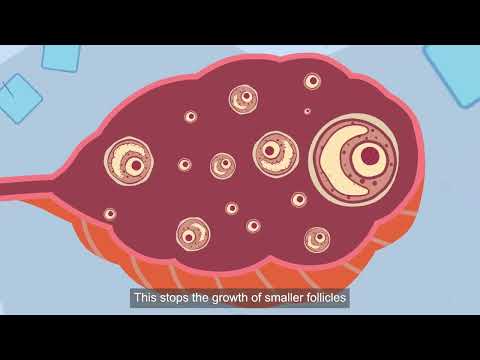 How Does The Menstrual Cycle Work 