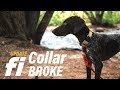 Update | Fi Dog Collar BROKE - My Dog Got Loose