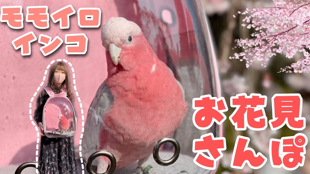 インコ お出かけリュック お花見 さんぽ モモイロインコ Youtube インコ お出かけリュック お花見 さんぽ モモイロインコ Youtube