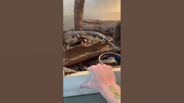 Taming lace monitor !