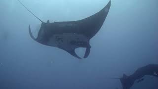 So many Mantas