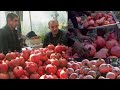 Harvesting pomegranate in Tajikistan || Сбор урожая граната в Таджикистане