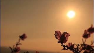 (background video) pemandangan senja yang indah.