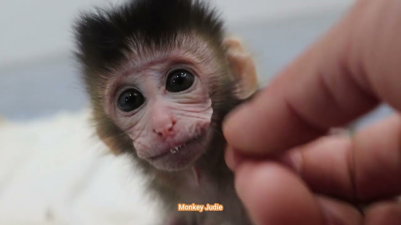 Oops!! Skinny baby monkey Ting Ting vomited after get full milk