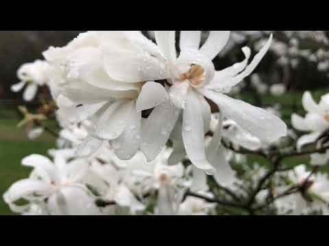 Βίντεο: Magnolia Star (stellata) (32 φωτογραφίες): 