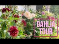 DAHLIA TOUR | Summer color | The Impatient Gardener