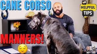 Cane Corso Manners: Practical Training Tips You Need
