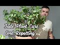 Jade Plant Care | Repotting My Huge Jade!