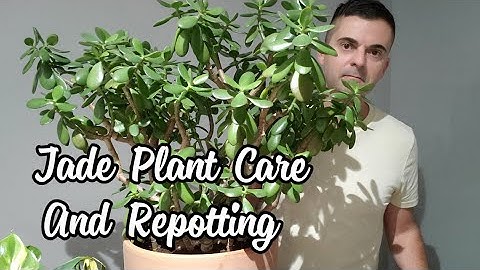 Jade Plant Care | Repotting My Huge Jade!