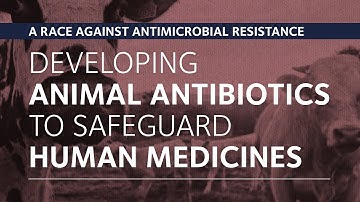 Developing animal antibiotics to safeguard human medicines