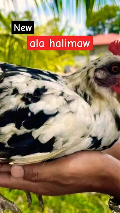 ala halimaw na materyales oh #chicken #rooster #ayam