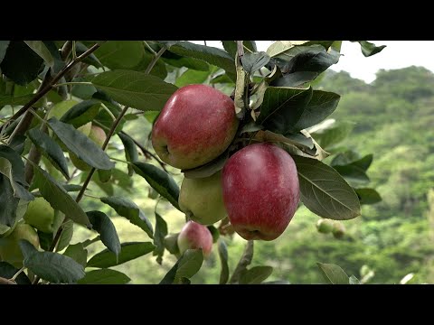 Video: ¿Pueden los robles producir manzanas?