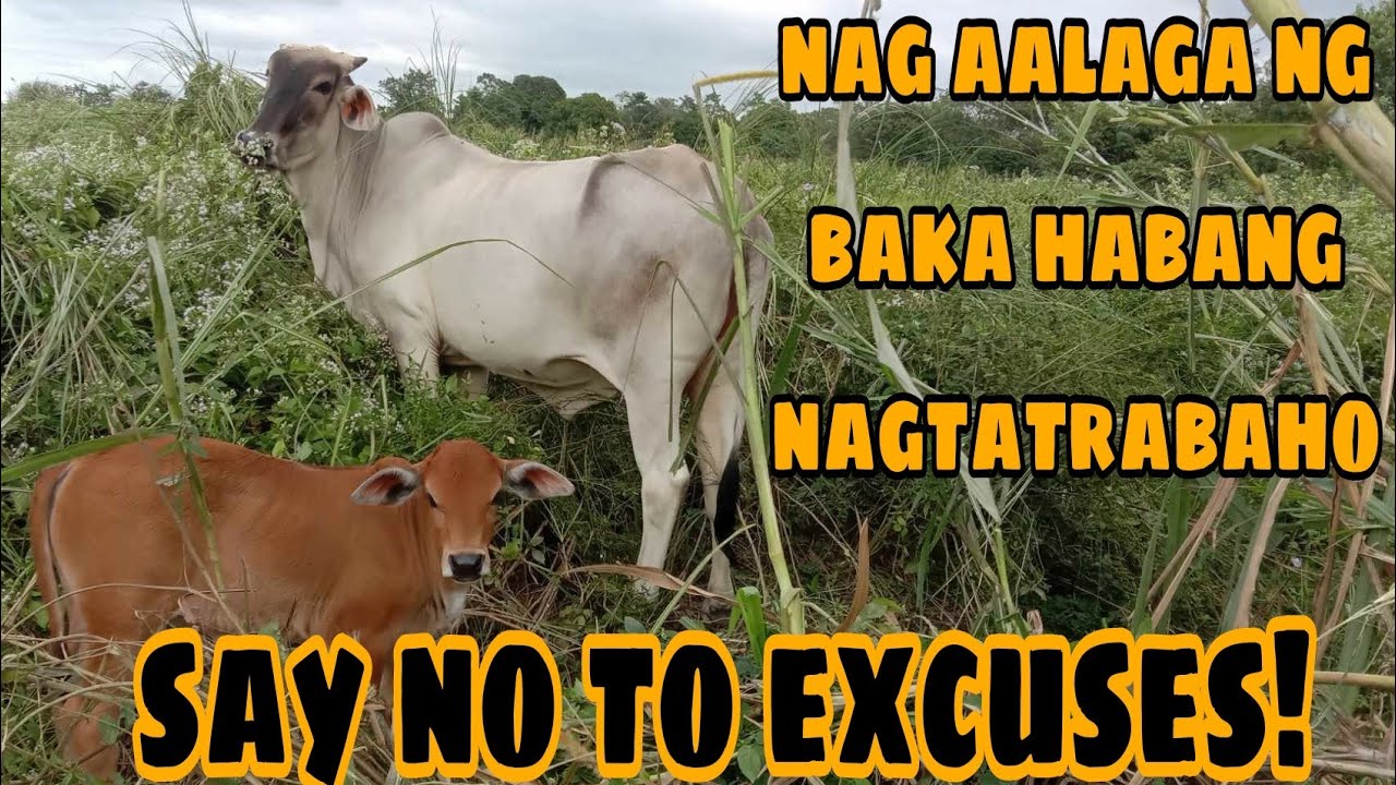 WALA PANG ISANG TAON BAWI NA AGAD ANG PUHUNAN NA IBINILI SA BAKA