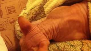 Кашель у кота Кашель у кота