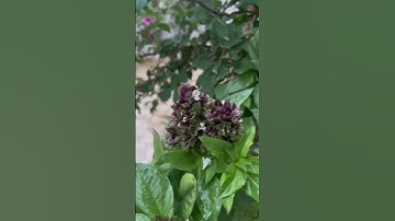 سورة الجمعة 🩶 #اكسبلور #لايك