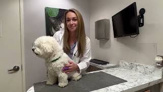6 Tips On How to Socialize Your Puppy by The Drake Center for Veterinary Care 197 views 1 year ago 3 minutes, 44 seconds