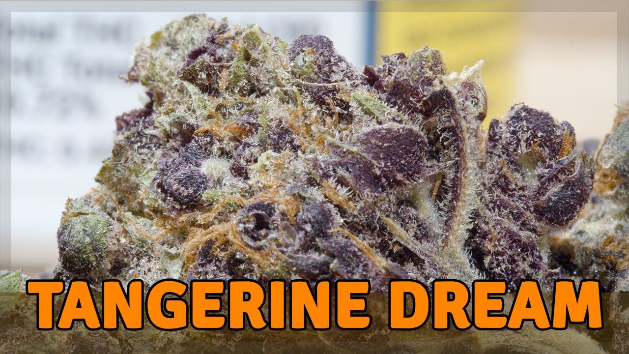 TANGERINE DREAM - SATIVA - THC 10%