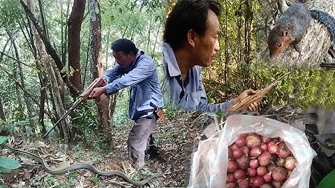 Hunting yos hav zoov tua  nas  ntsib nab ces yuav tau  noj txiv hmab txiv ntoo cawm siav