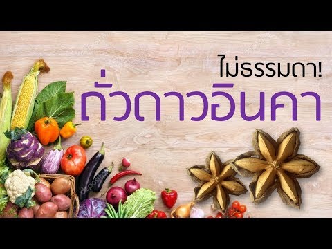 ถั่วดาวอินคา สรรพคุณ รักษาโรคอะไรได้บ้าง ไปดูกันเลย!