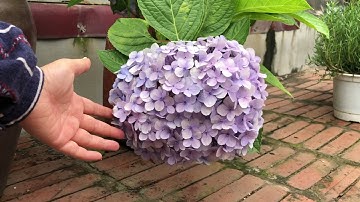 Hướng dẫn cắt tỉa cẩm tú cầu để cây ra hoa như ý muốn