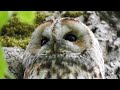 Tawny Owl Male Call