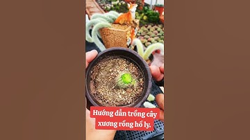 Hướng dẫn trồng cây xương rồng hồ ly từ những đoạn thân nhỏ của cây #xuongrongholy #xuongrong #short