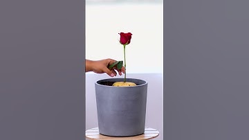 Grow Your Roses With This Hack #Shorts