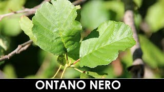 VErba Volant - ONTANO NERO