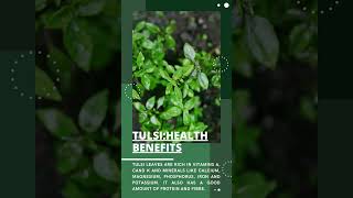 Tulsi: Health Benefits, Uses and Nutritional Value #tulsi #tulsikapaudha #healthtusli