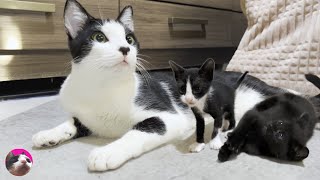 Mu, an older cat, has become popular among mischievous tiny kittens who are not related by blood