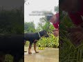 This poor little thing is lucky.