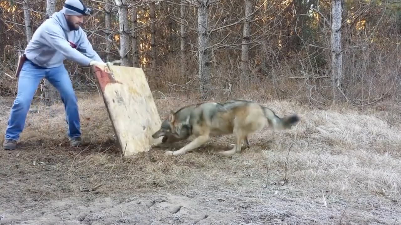 Нападение лесу. Опасныеживотные в лиесу.