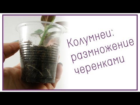 Колумнеи: размножение черенками