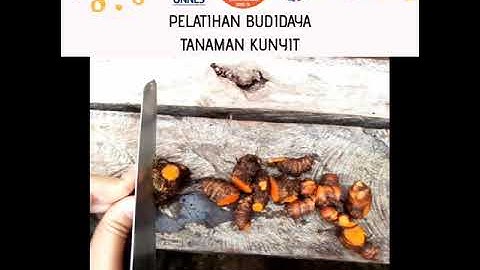 KKN BMC UNNES 2020_Pelatihan Budidaya Tanaman Kunyit