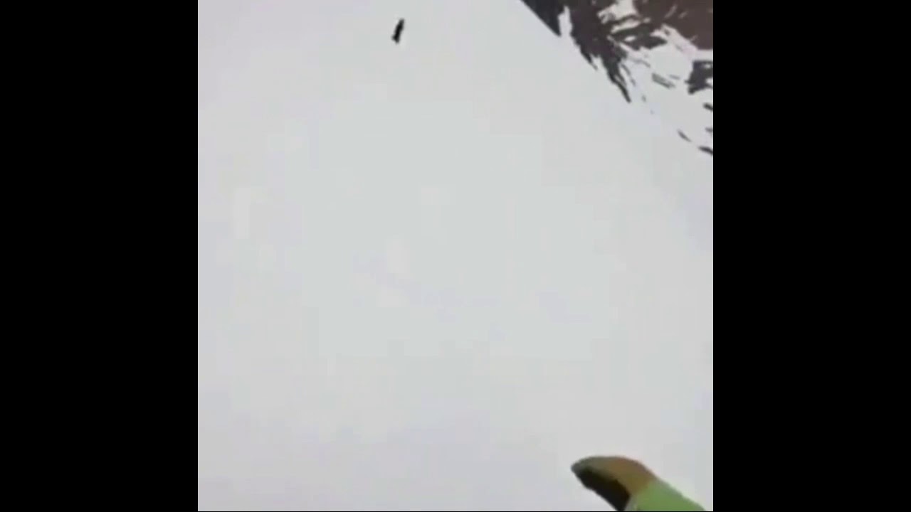 Dog falls down snowy hill YouTube