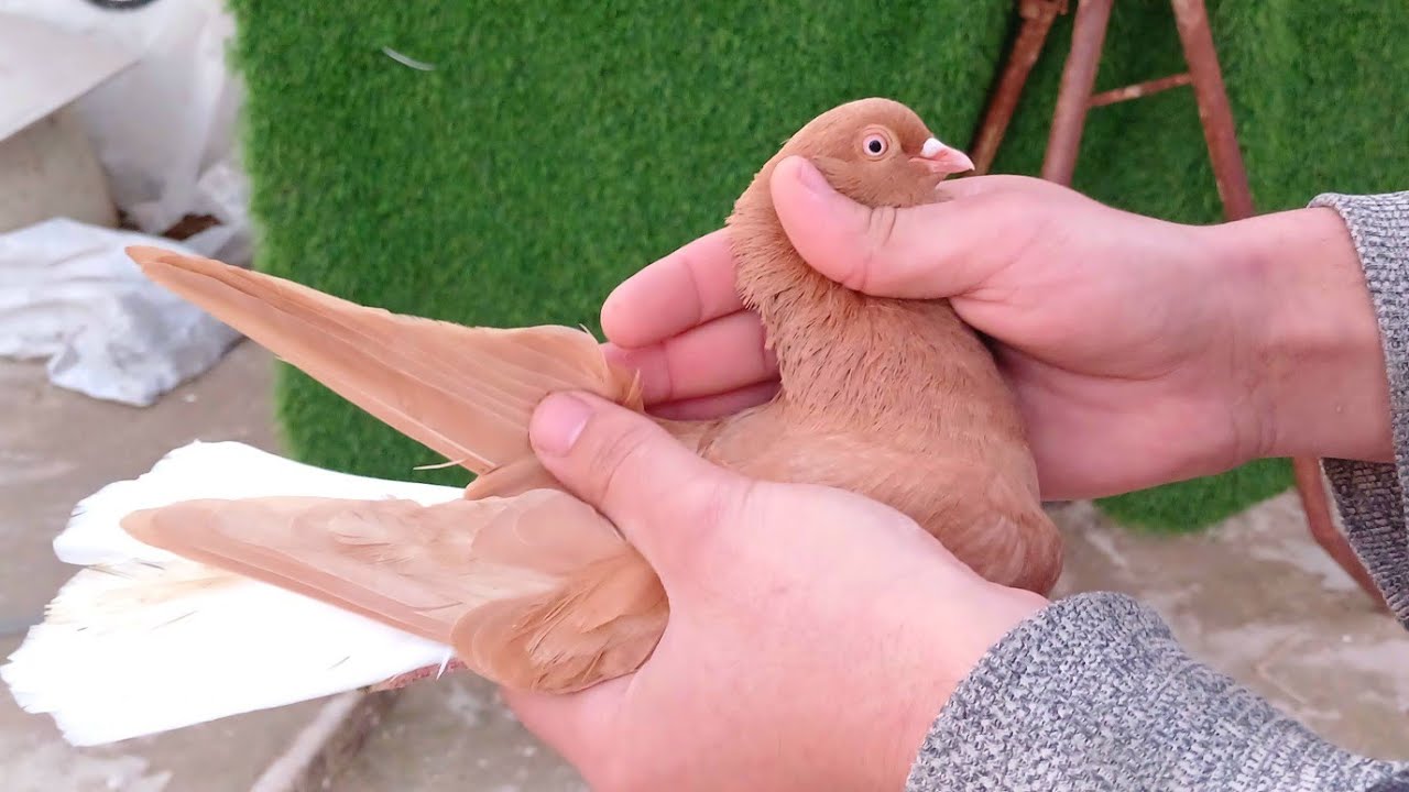 صيد نوري اصفر 🤣 وطلعنا كل الحمام🥵