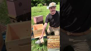 Hive Inspection May 14th 2026