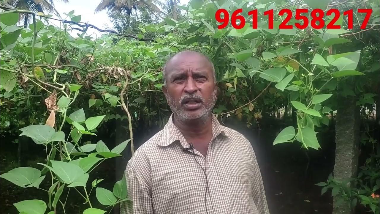 Double beans cultivation!! Lima beans cultivation in Kannada!! Raithapi