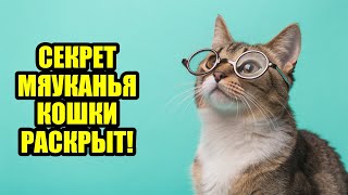 КОШКА-МАНИПУЛЯТОР! КАК ОНА МЕНЯ ОБДУРИЛА!