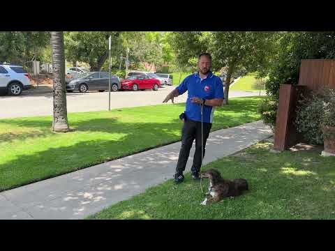 How to Walk a Dog With a High Prey Drive (12 Tips for More Pleasant  Strolls) - PetHelpful