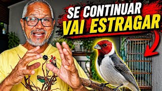 O manejo e Criador que Estraga Galo de Campina 