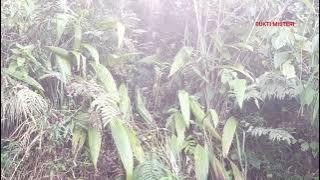 DAUN YANG BERGERAK SENDIRI ??😱😱