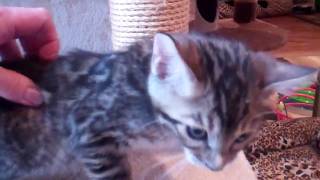 Paula's Boy (7 weeks old) by TecSpot 160 views 5 years ago 46 seconds