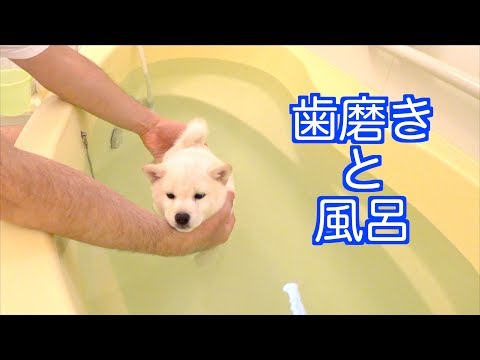 歯磨きと風呂の子犬  