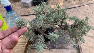 نبات الشيح زراعته وفوائده العظيمة وهو طارد لجميع الزواحف والحشرات من المنزل | How to grow Artemisia