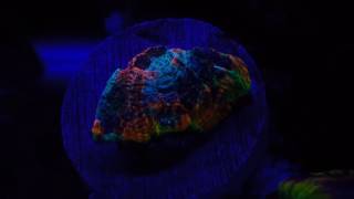 Rainbow acan echinata